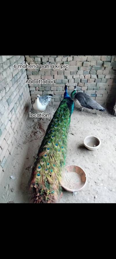 MasaAllah Breedar pair