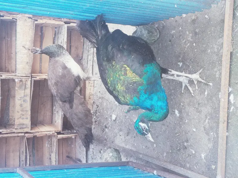 MasaAllah Breedar pair — photo 2