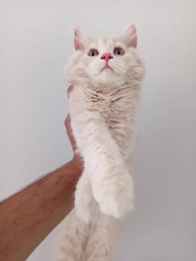 Persian Male Kitten