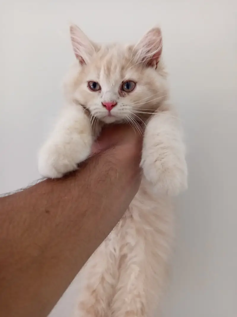 Persian Male Kitten — photo 2