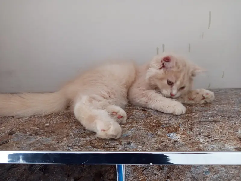 Persian Male Kitten — photo 3