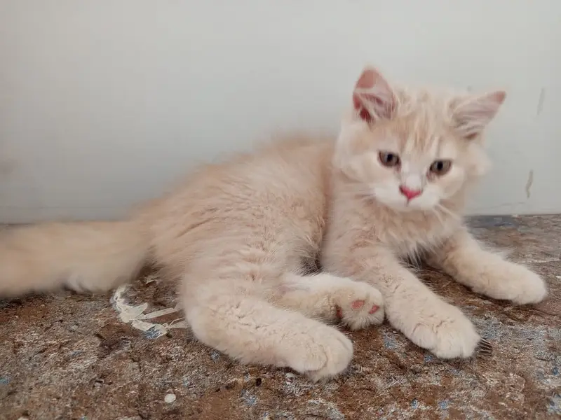 Persian Male Kitten — photo 4