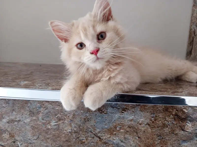 Persian Male Kitten — photo 5