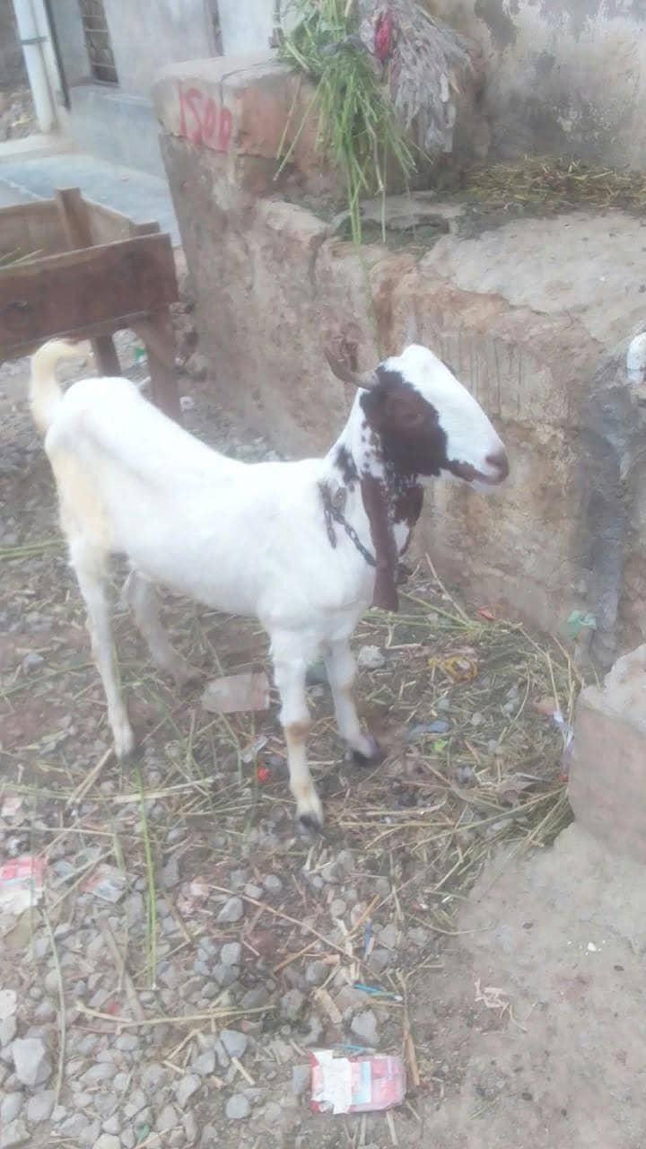 khassi khubsoorat bakra 0