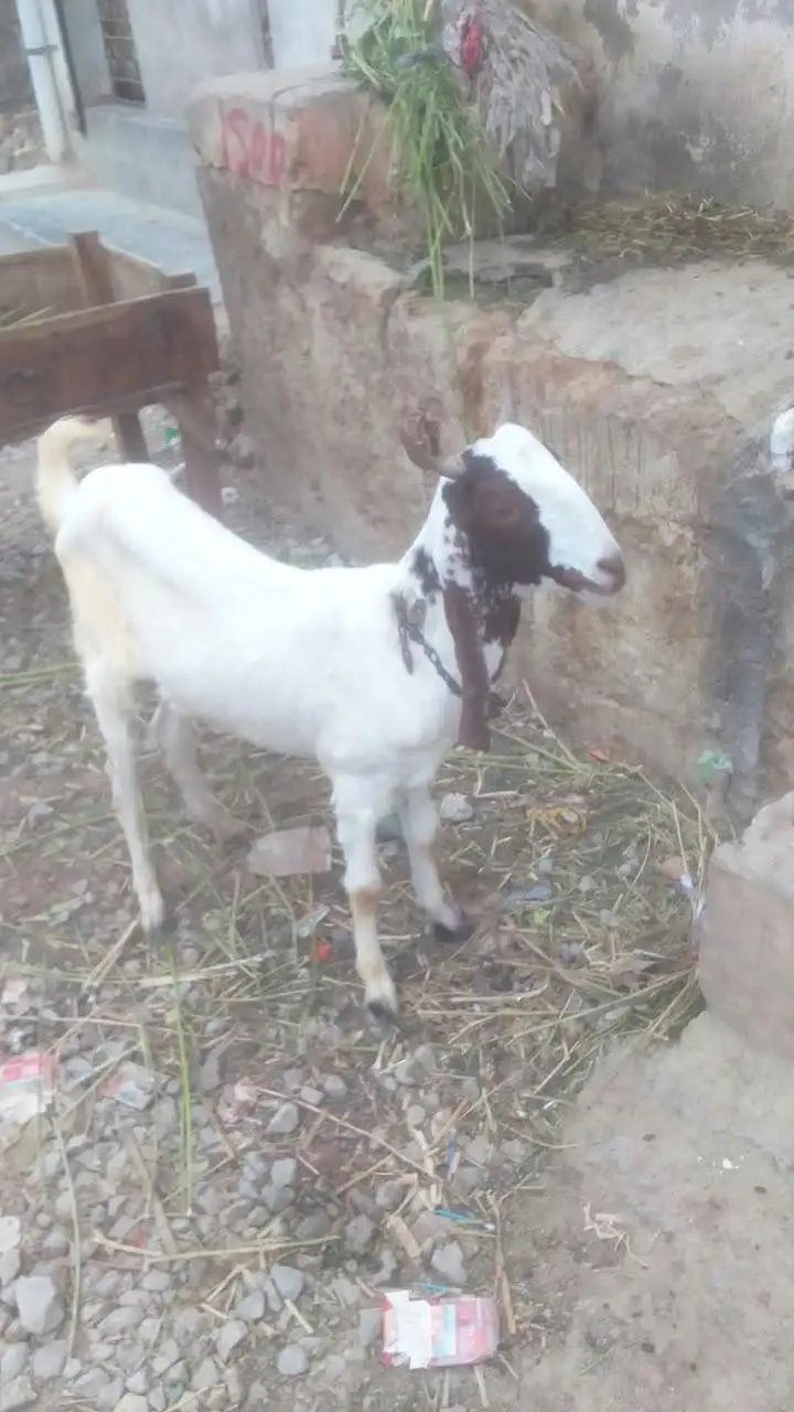 khassi khubsoorat bakra