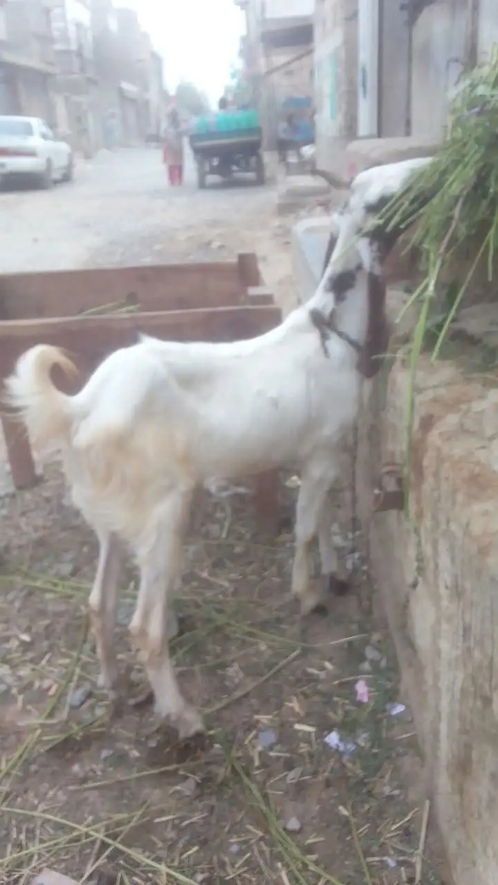 khassi khubsoorat bakra — photo 2