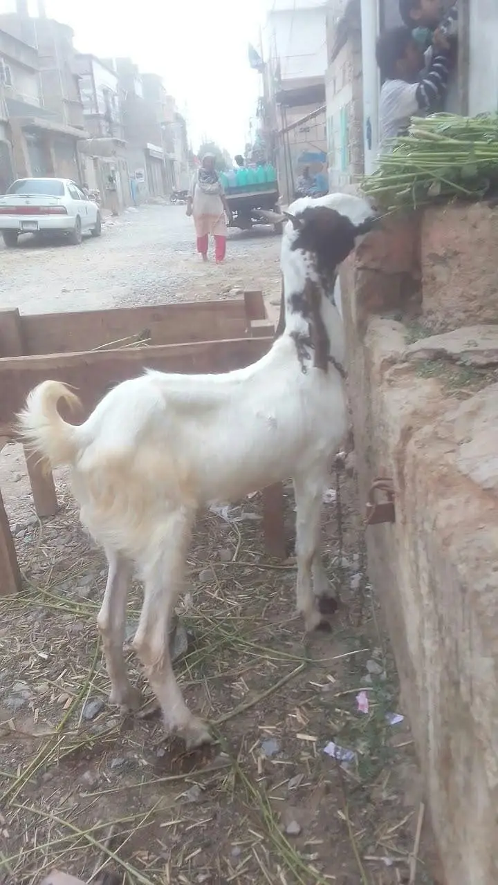 khassi khubsoorat bakra — photo 3