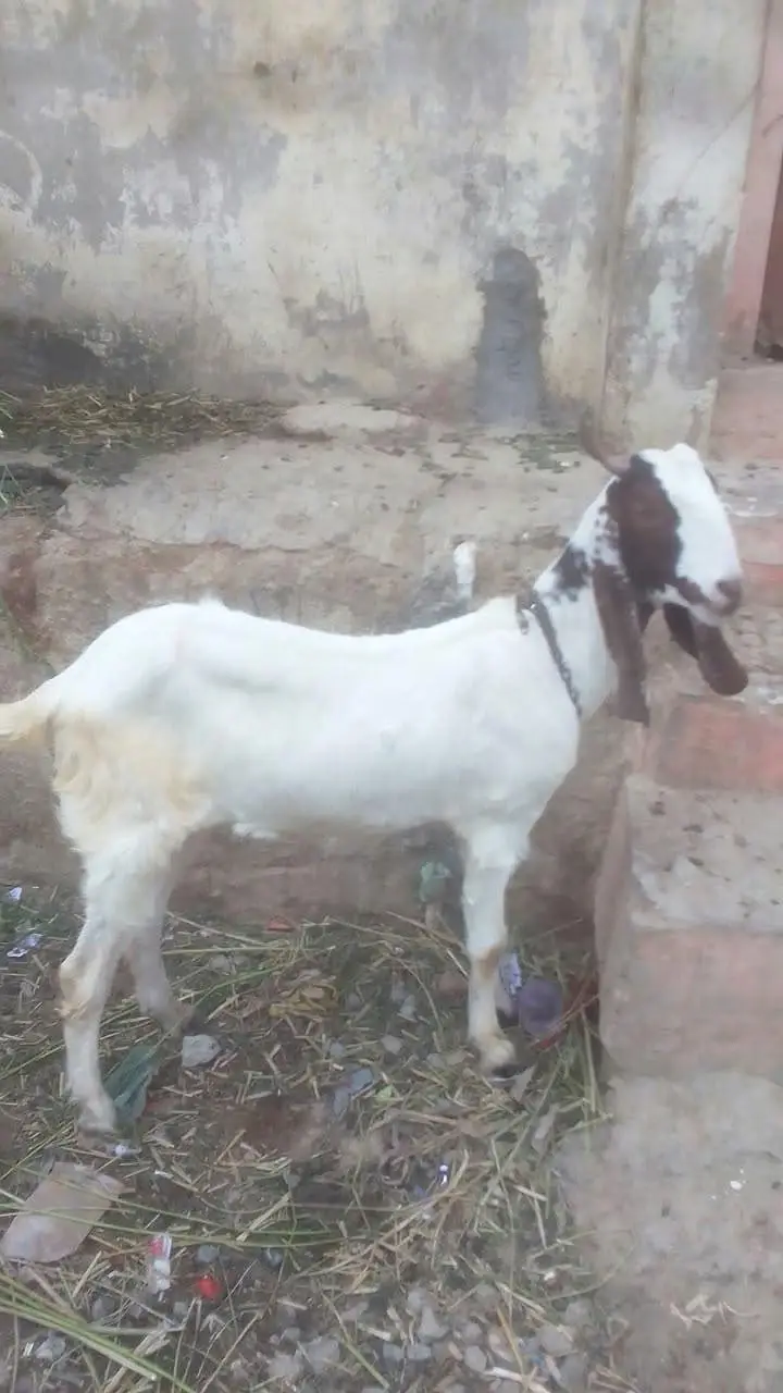 khassi khubsoorat bakra — photo 4