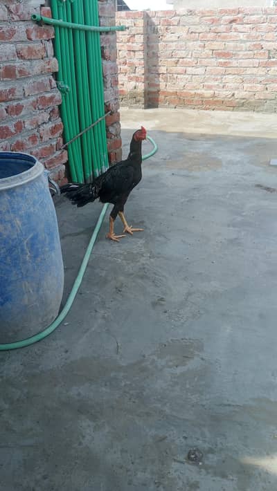 aseel desi original