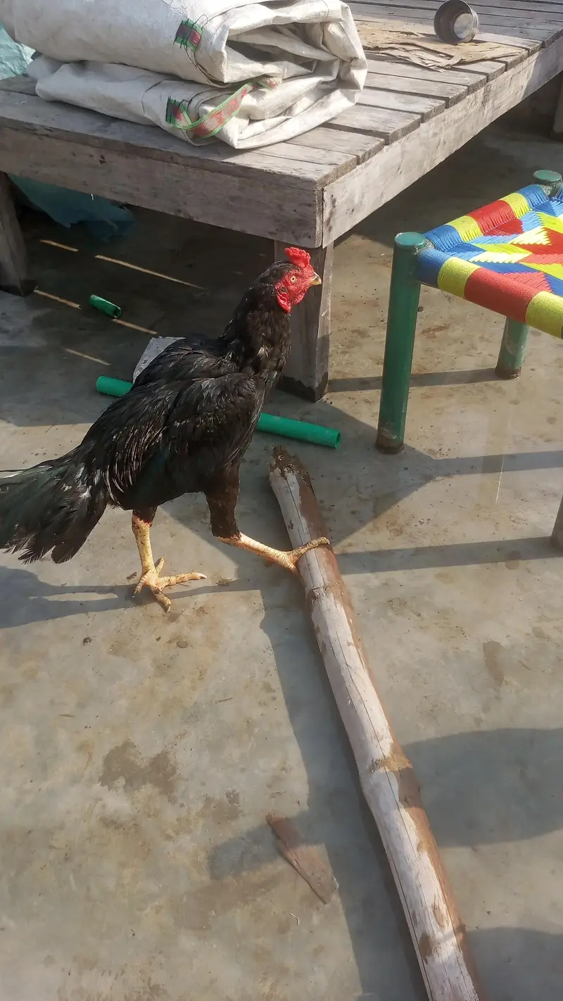 aseel desi original — photo 2