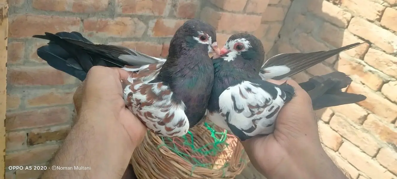 KALLY khaal Guldar — photo 3