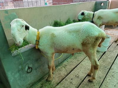 Pure Mundre chatray for sale
