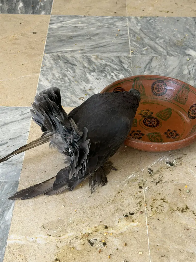 American fentail — photo 3