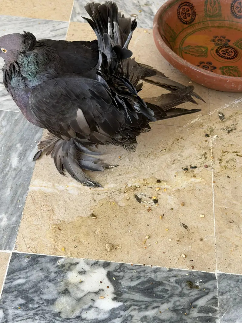 American fentail — photo 5