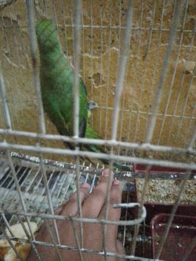healthy and active ringneck parrot for sale