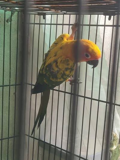 Sun cnoore parrot healthy active birds
