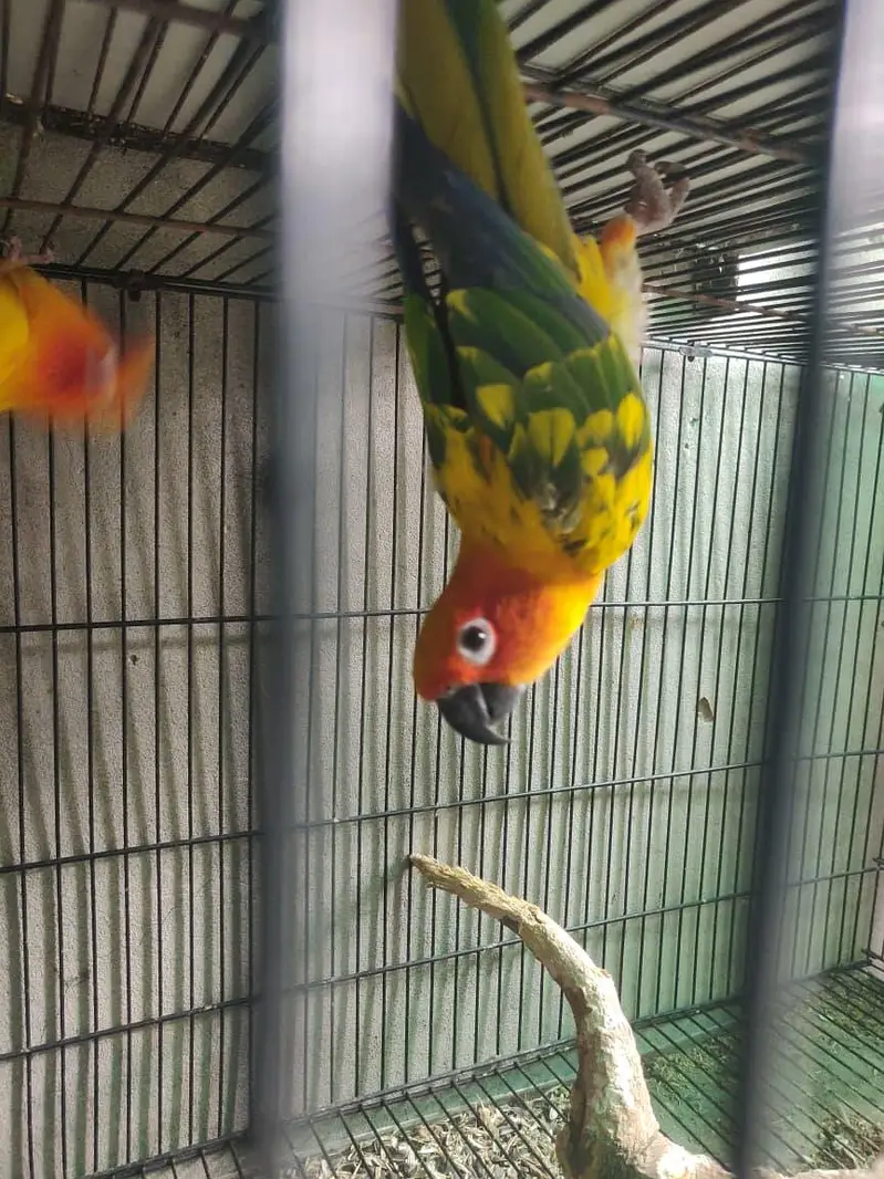 Sun cnoore parrot healthy active birds — photo 2