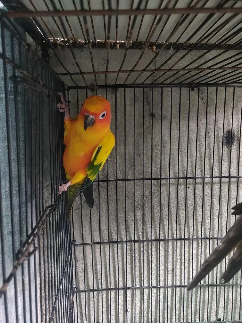 Sun cnoore parrot healthy active birds — photo 3