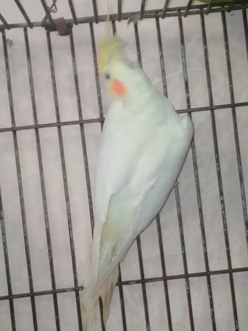 Sun cnoore parrot healthy active birds — photo 4