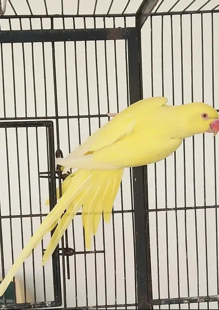 Sun cnoore parrot healthy active birds — photo 5