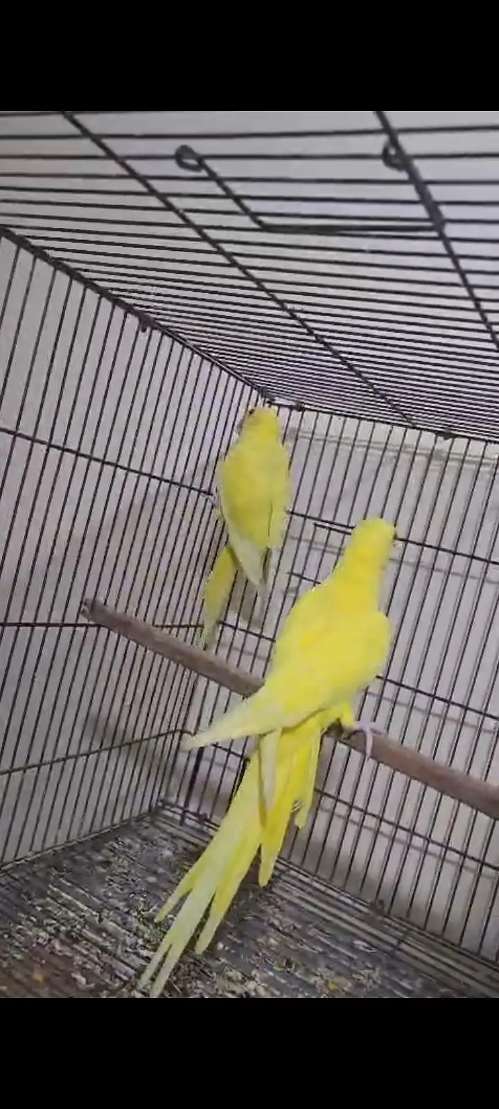 Sun cnoore parrot healthy active birds — photo 7