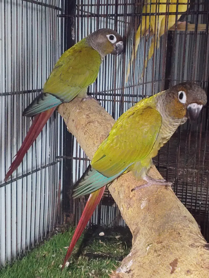 Sun cnoore parrot healthy active birds — photo 8