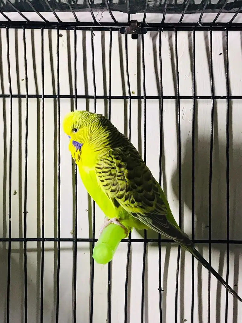 Sun cnoore parrot healthy active birds — photo 9