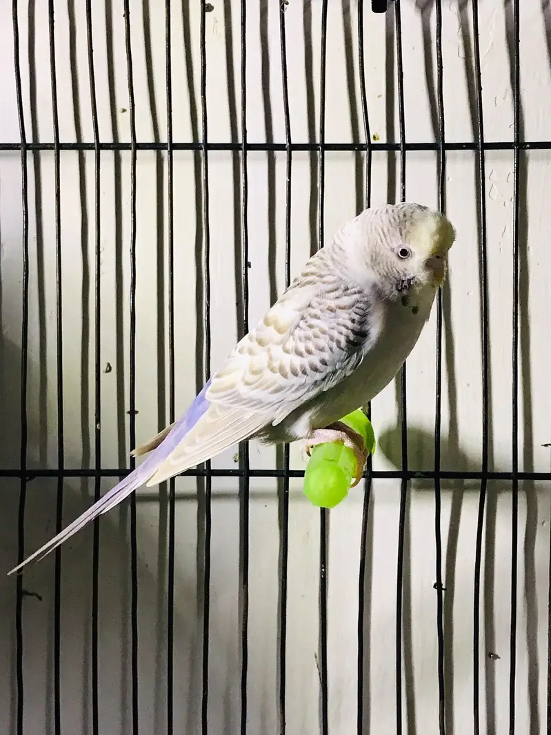 Sun cnoore parrot healthy active birds — photo 10
