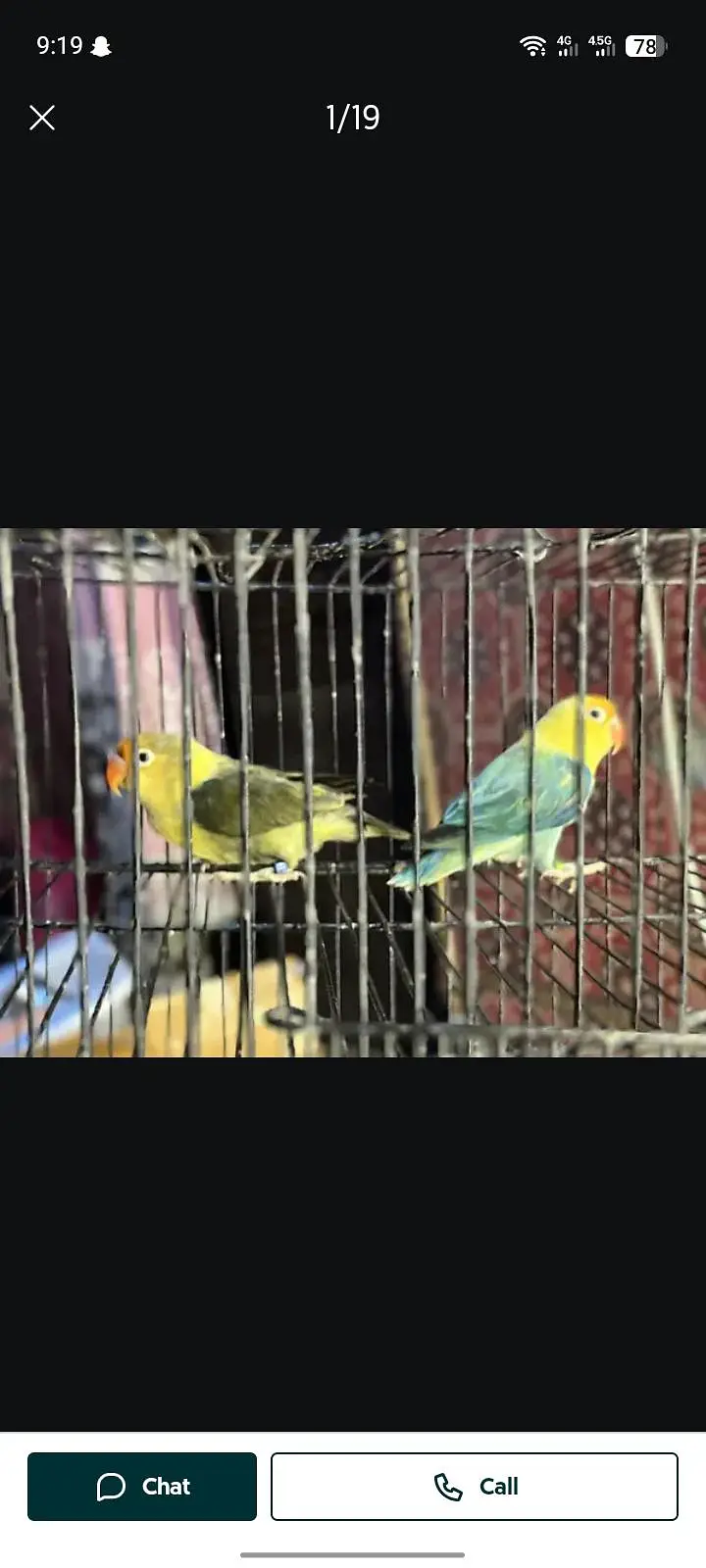 Sun cnoore parrot healthy active birds — photo 11