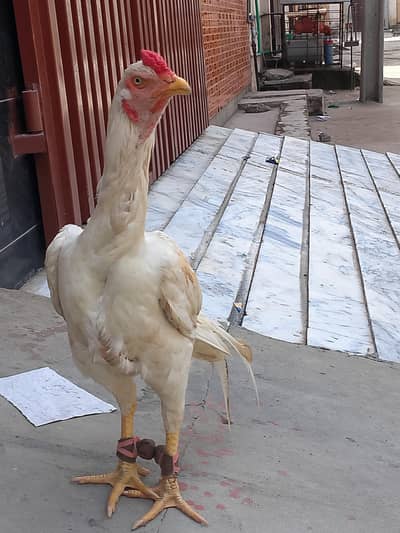 Mashallah long height mazboot patha
