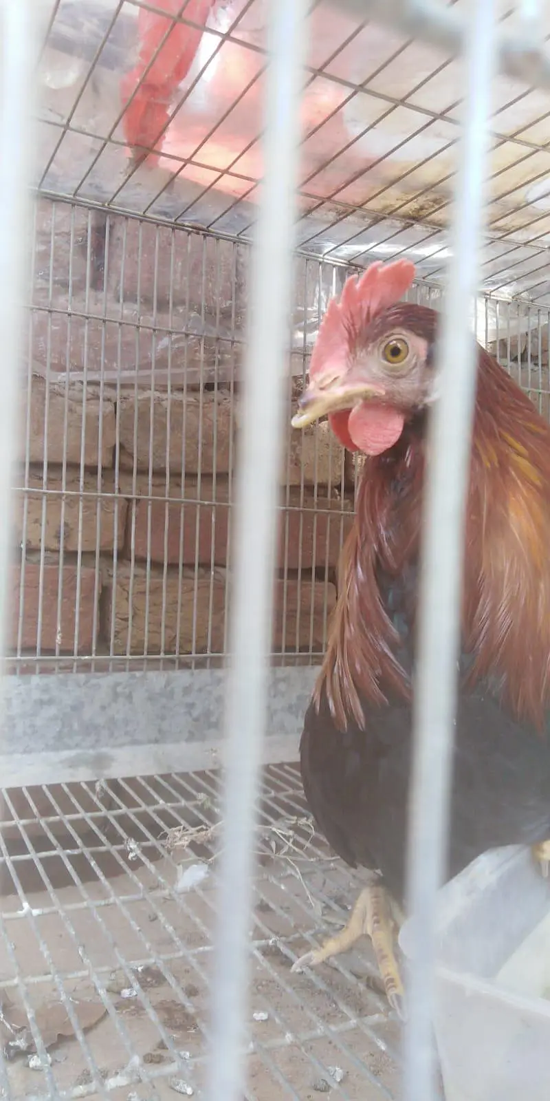 SHERA FOR SALE FAISALABAD — photo 2