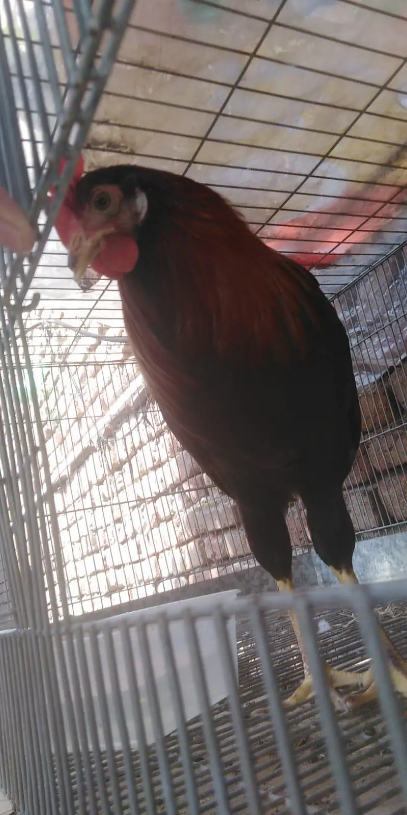 SHERA FOR SALE FAISALABAD — photo 3