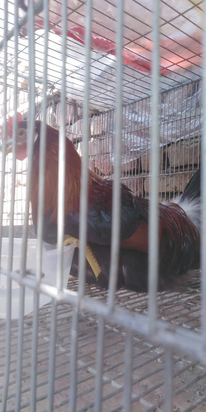 SHERA FOR SALE FAISALABAD — photo 4