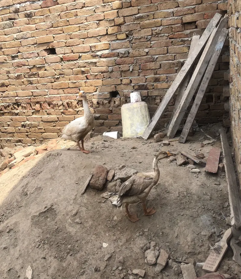 01 pair of White ducks