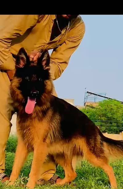 German Shepherd long coat male available for sale