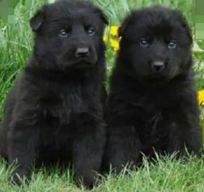 Black Shepherd Puppy Pair | GSD | Dog Puppies | puppy pair for sale