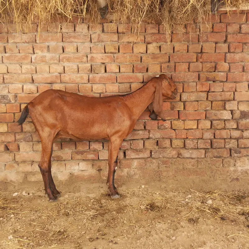 3outclass goats for sale ,almost fix price 80 thousand per piece ,