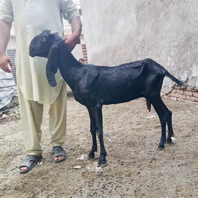 3outclass goats for sale ,almost fix price 80 thousand per piece , — photo 2