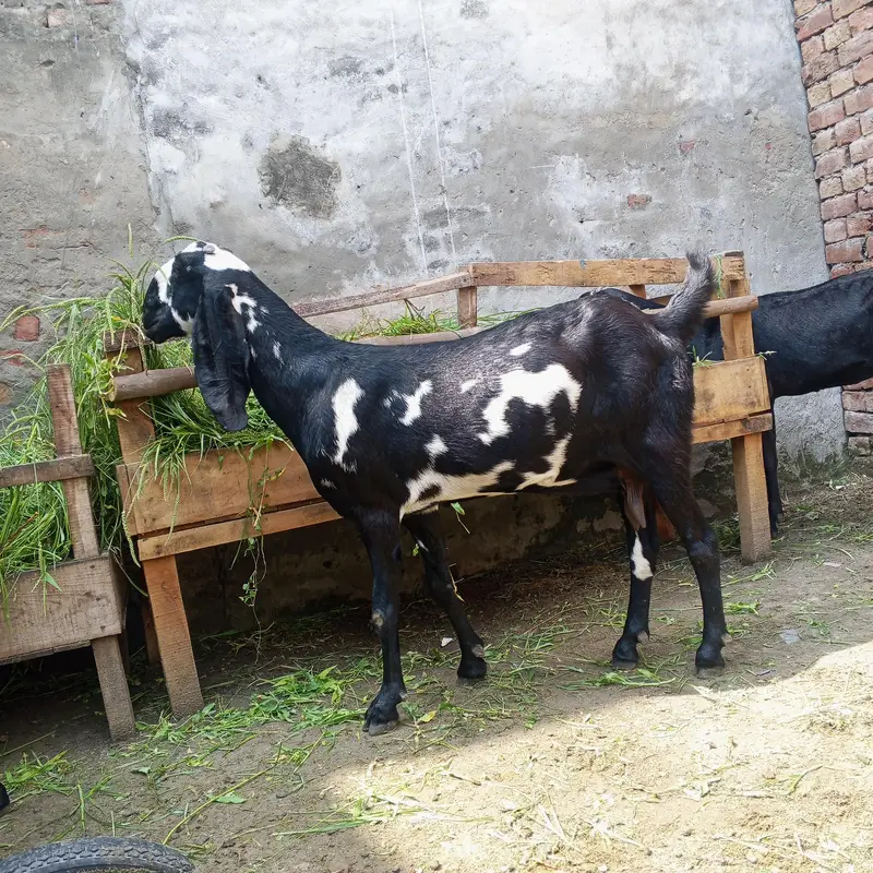 3outclass goats for sale ,almost fix price 80 thousand per piece , — photo 3