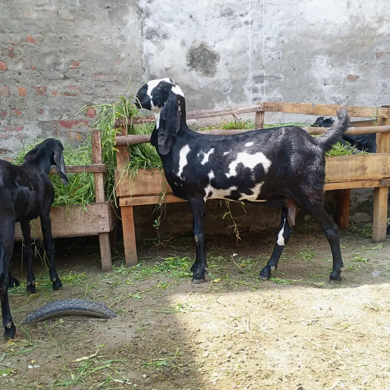 3outclass goats for sale ,almost fix price 80 thousand per piece , — photo 4