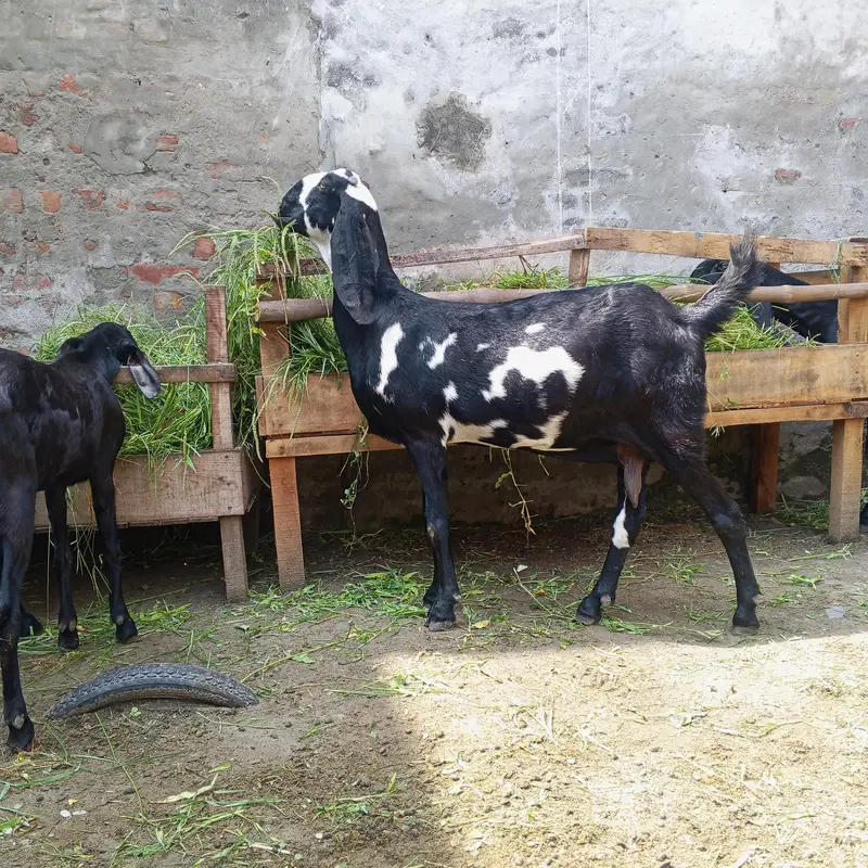 3outclass goats for sale ,almost fix price 80 thousand per piece , — photo 5