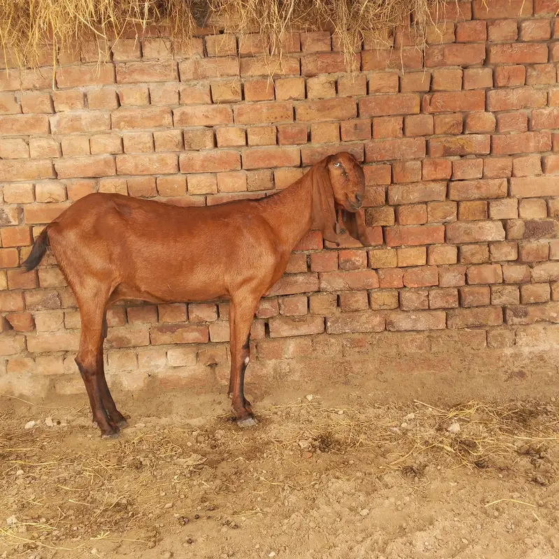 3outclass goats for sale ,almost fix price 80 thousand per piece , — photo 6