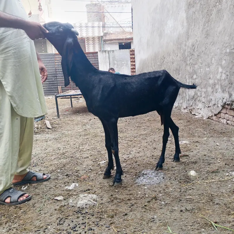 3outclass goats for sale ,almost fix price 80 thousand per piece , — photo 7