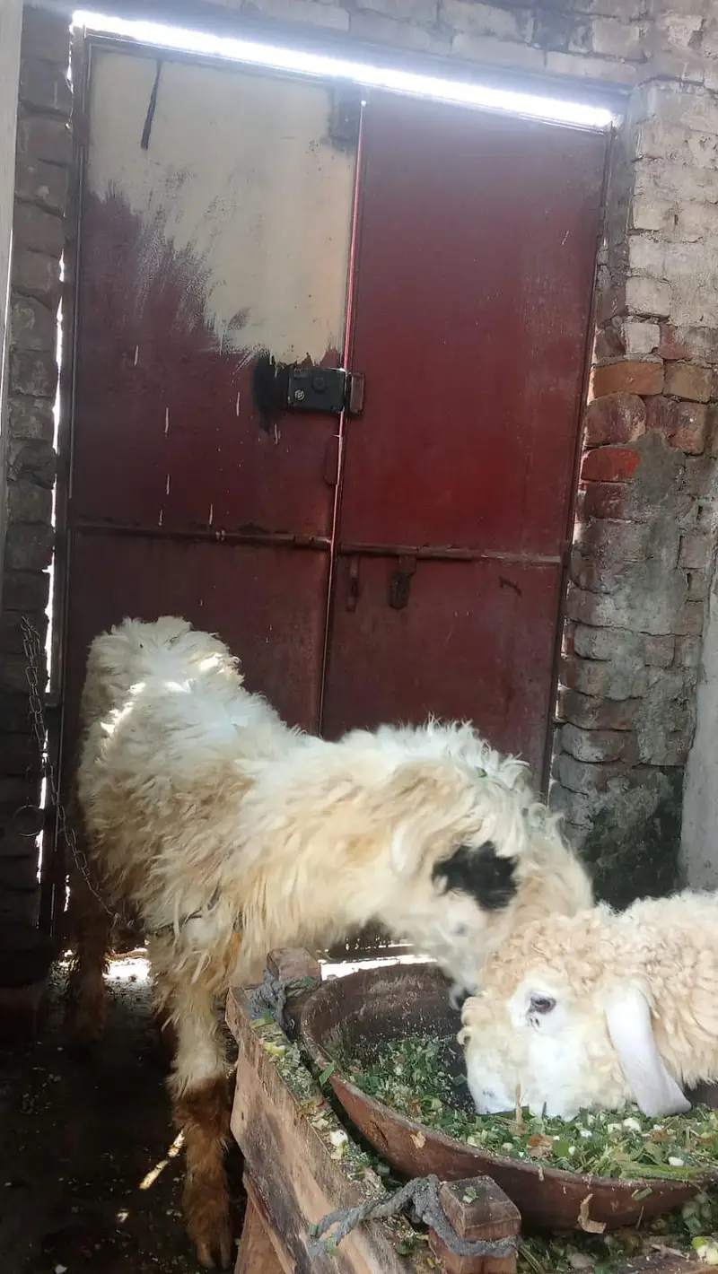 Maa Mundari ha Ur sath iska bacha Cross ma ha — photo 2