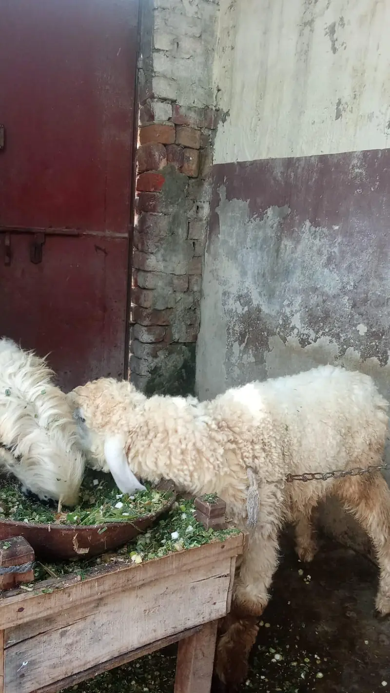 Maa Mundari ha Ur sath iska bacha Cross ma ha — photo 4