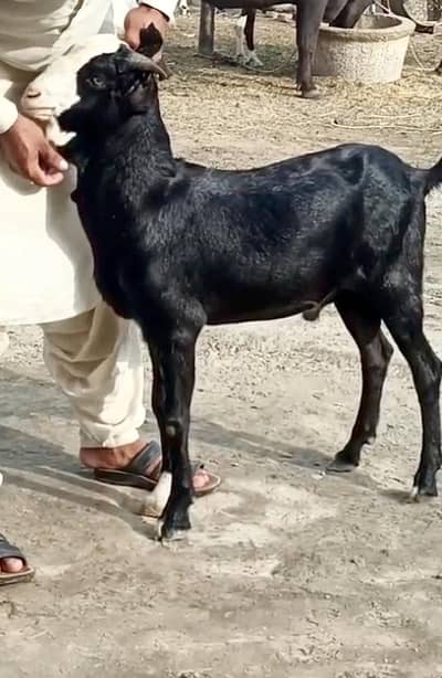 Black Chamba Tapra for sale