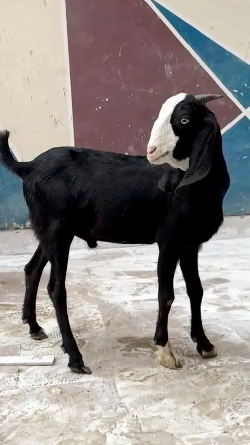Black Chamba Tapra for sale — photo 2