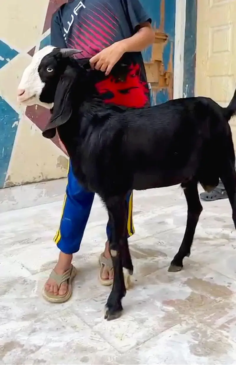 Black Chamba Tapra for sale — photo 3