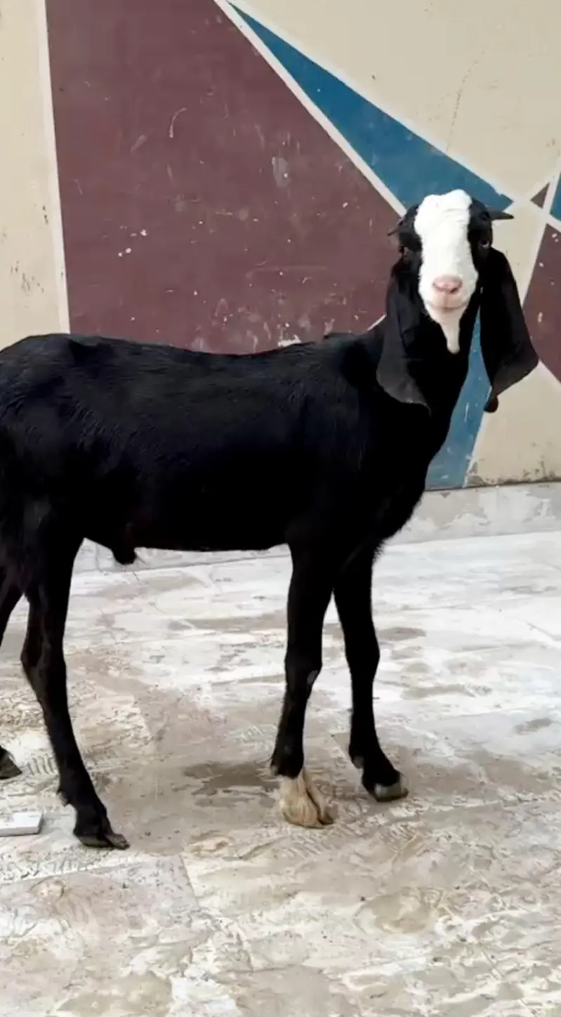 Black Chamba Tapra for sale — photo 4