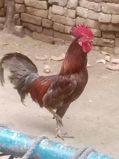 donon murga ande de rahi hai